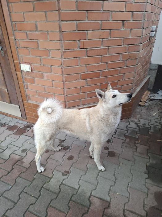 Западно сибирские лайки щенки