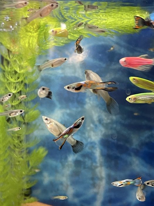 Гуппи Эндлера продам.