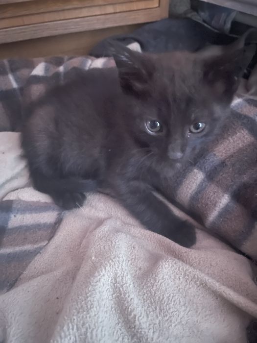 Pisicuta pentru adoptie
