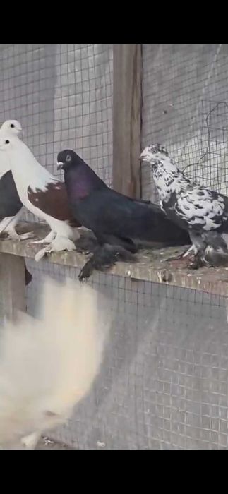 Продам голубей дешево