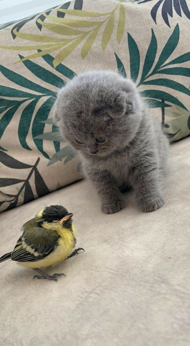 Продаются котята