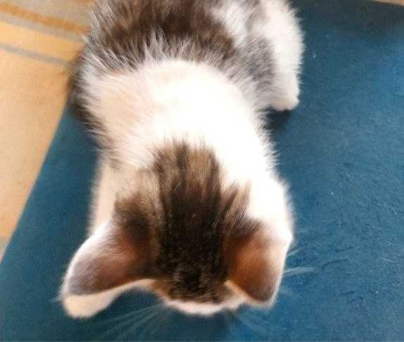 Котята в дар, ласковым хозяевам. "Черный кот ученный" и кошка "Хаски".