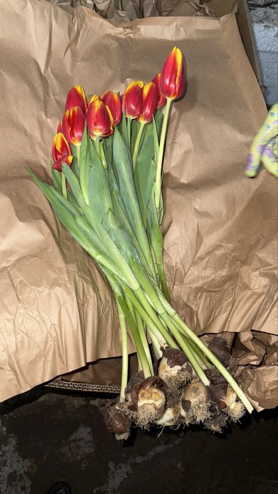 Тюльпан премиум качество