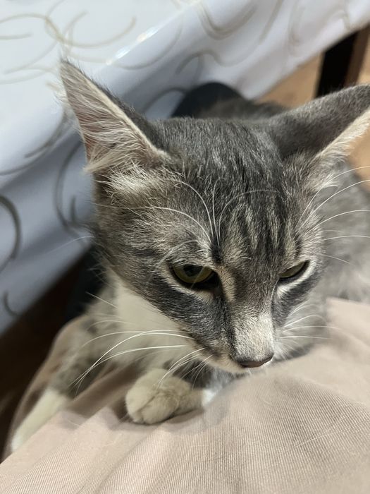 Отдам в хорошие руки кота