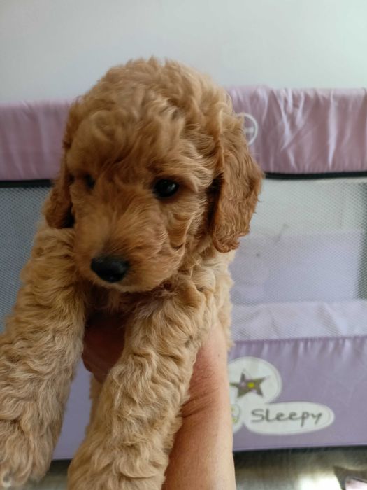 Той Пудел Poodle Toi