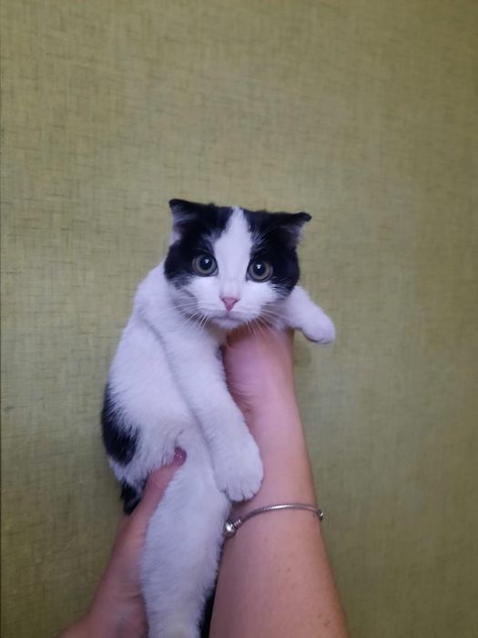 Милая кошечка ищет свою маму