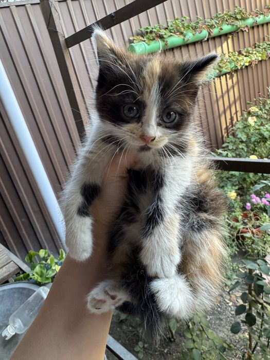 Отдам котят в добрые руки