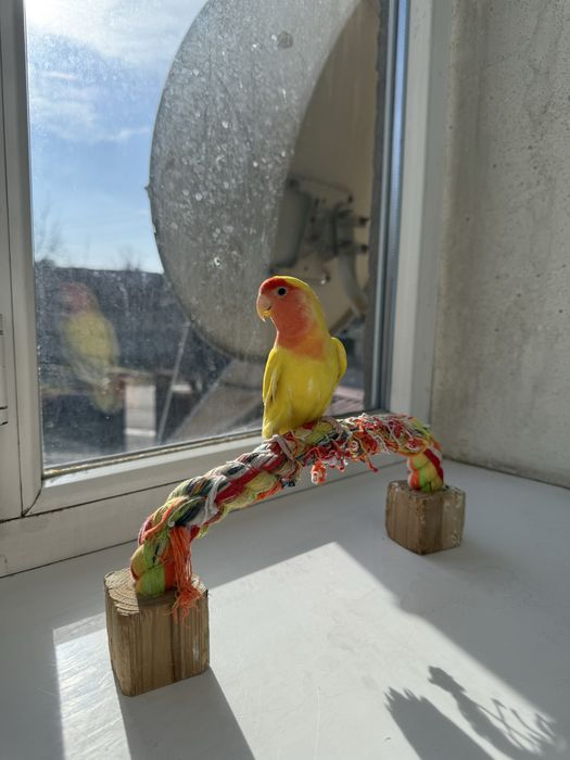 Продам попугаев , можно с клеткой можно без