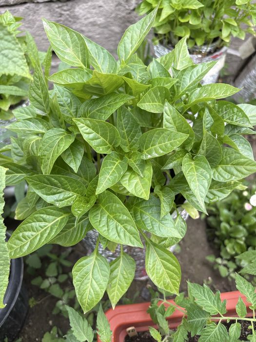 Рассада баклажан перца