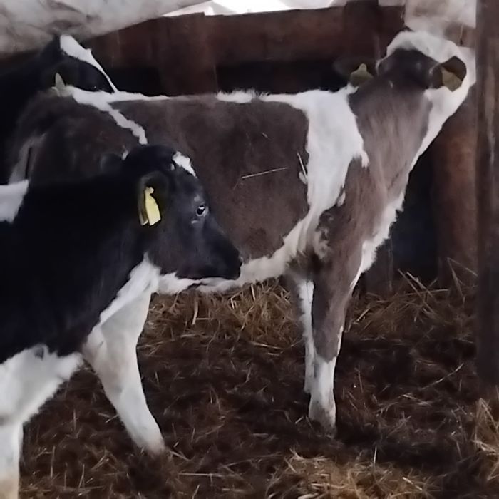 Vând 3 belgieni preț 45 de milioane bucata.