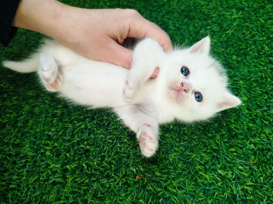 Mushuk bolasi sotiladi