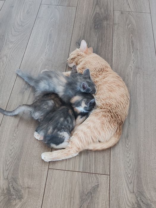 котята даром девочки трех цветные
