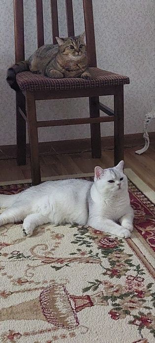 Шиншила зотдор мушук/Кошки