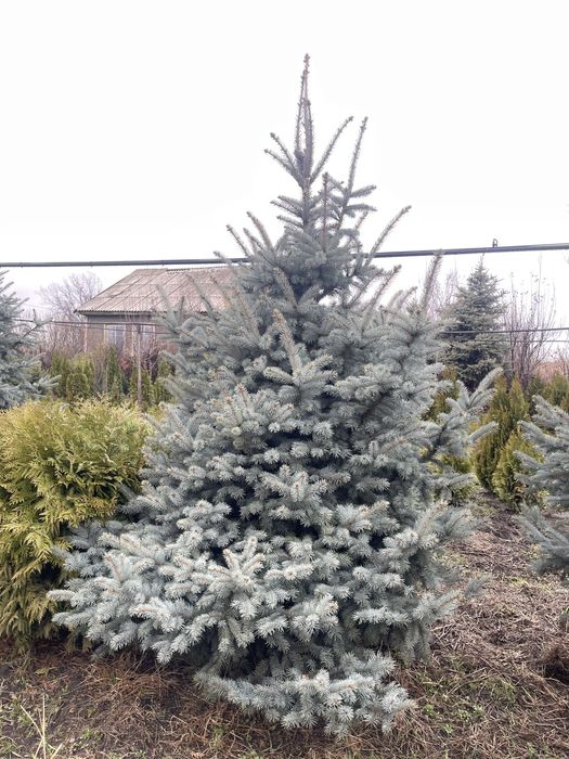 Ель . Ногодняя елки