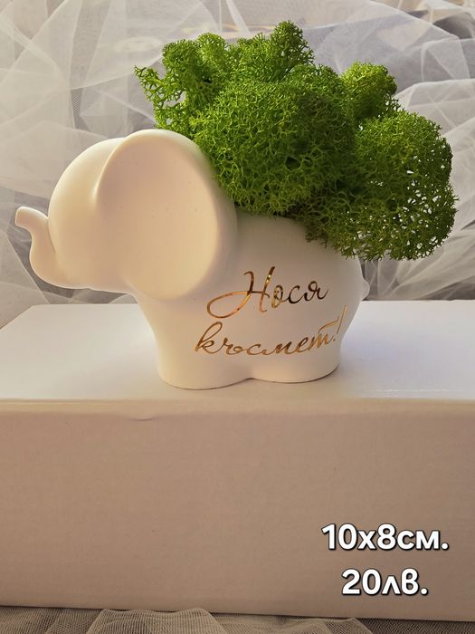 Различни видове кашпи със скандинавски мъх