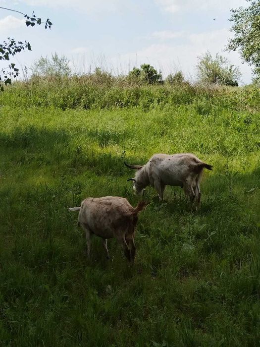 Продаётся козье молоко