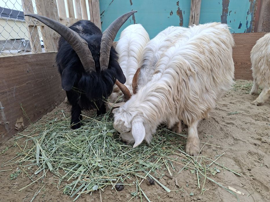 Туша, теке сатылады, жем жеп тұрған