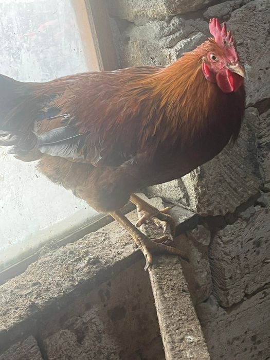 Атештер сатылады