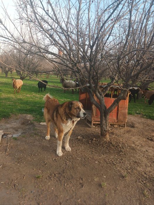Вязка Россиская стороживая