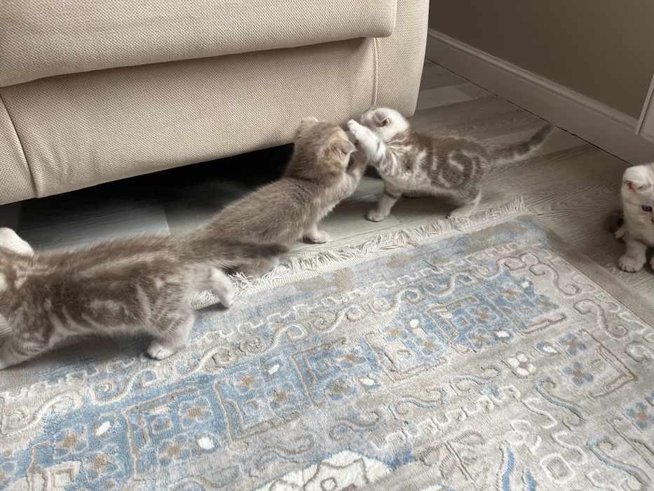 Шотландские котята