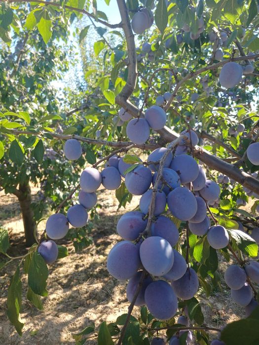 prune Anna Spath
