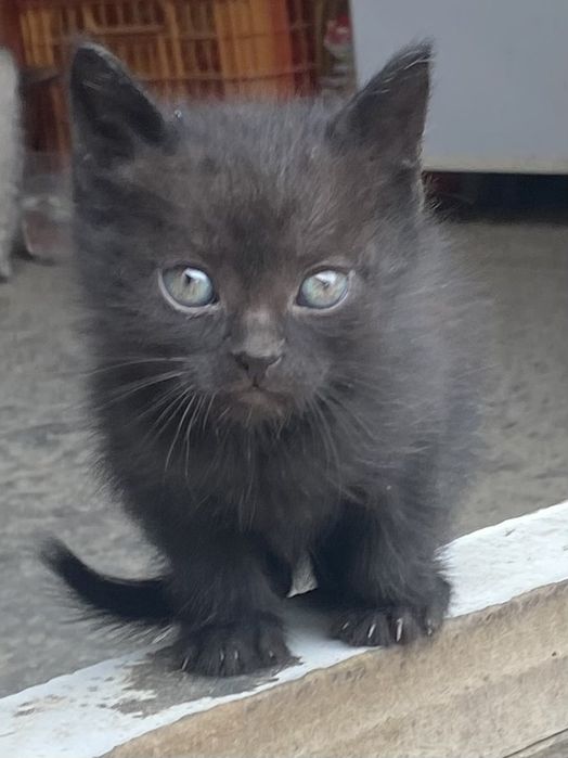 Бесплатно котята