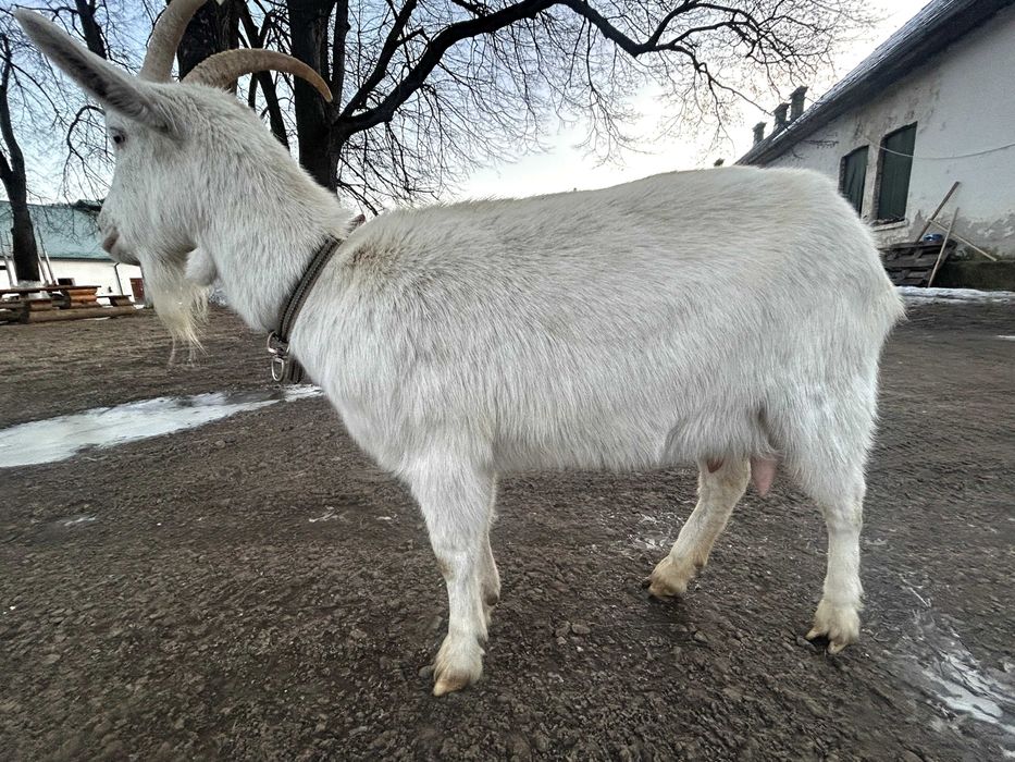 Capră rasa  Saanen