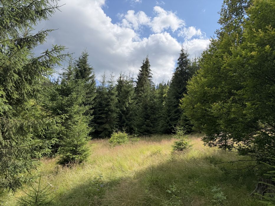 Vânzare teren 7,63 ha Dorna-Arini | Compact | Pădure și Pășune