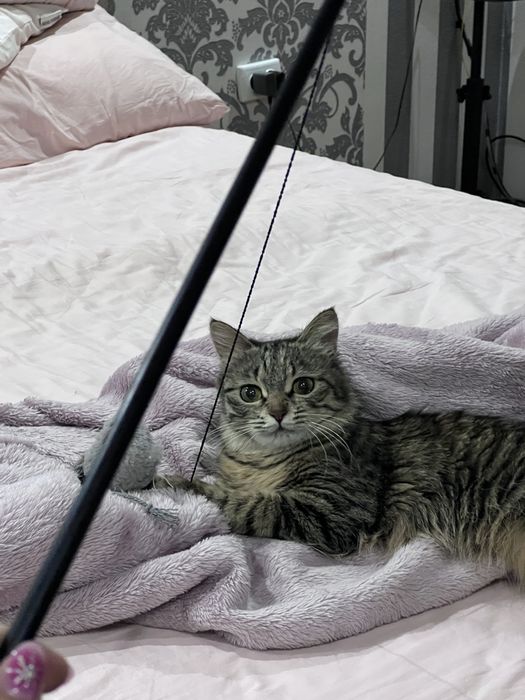Котенок девочка - Симка!