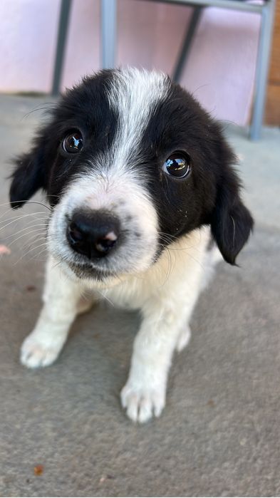 Cațelușă spre adoptie