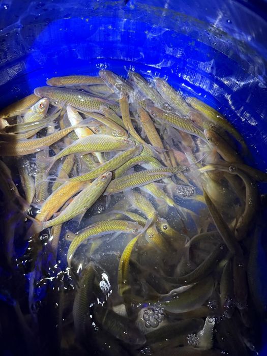 Живец плотва чебак