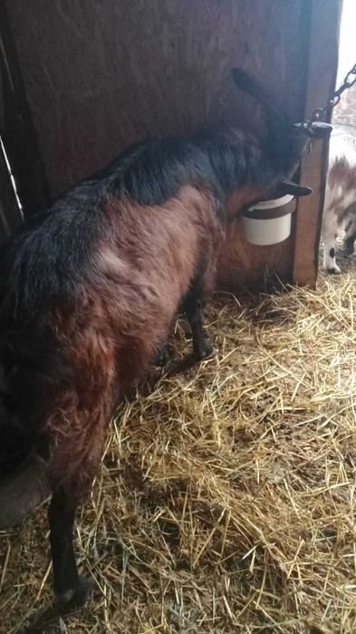 Vând țap alpin francez