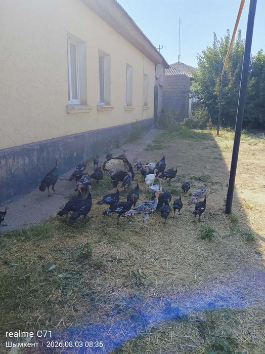 Продаю индюков срочно
