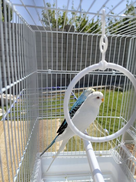 Попугай комплект с клеткой