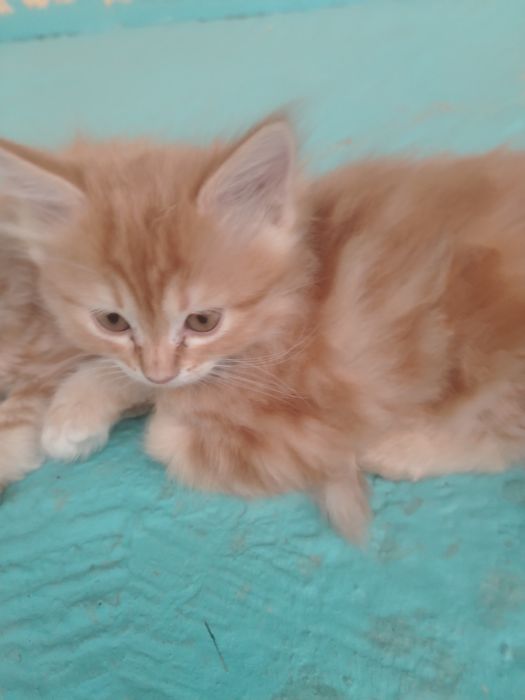 3 котят, отдам в добрые руки!
