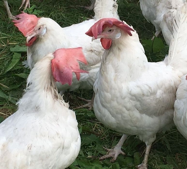 Продам молодого петуха.