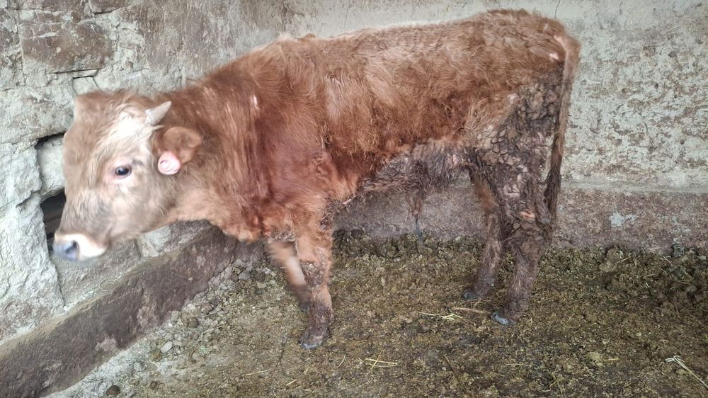 Бычок 1 жас 2 айлык