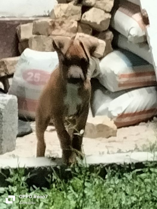 Щенок амстафф 3 мецяса прививки  есть