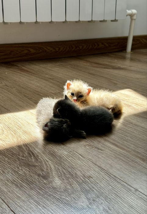 Котята в самые добрые руки
