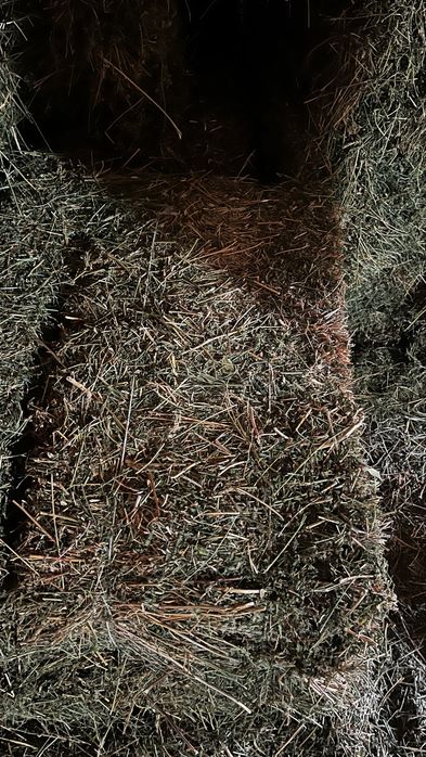 Жонышка, люцерна