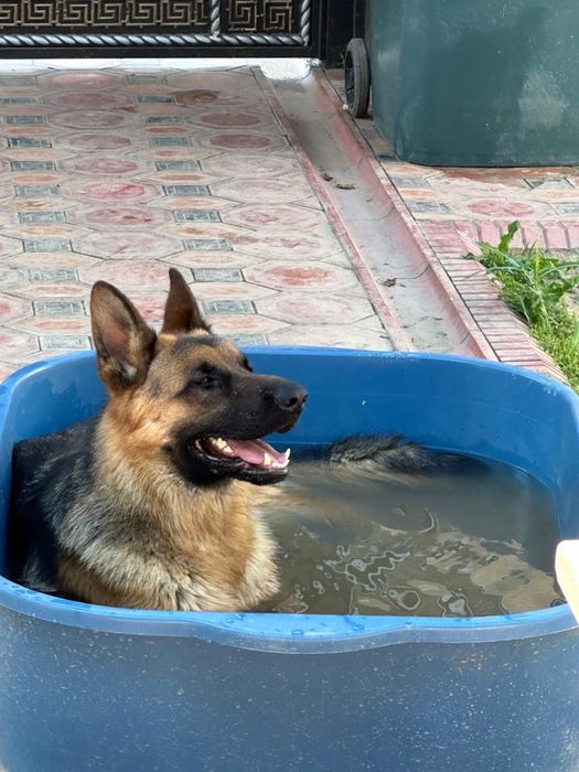 Мухтар готов для вязки