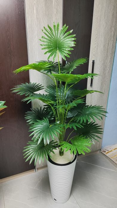 Суней дарахтлар оптом