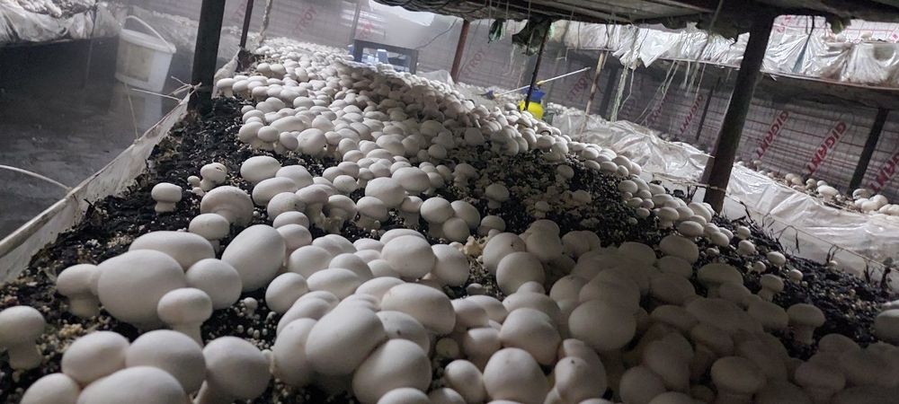 Шампиньон бизнесини ургатамз кампост митцелй хамаси бор