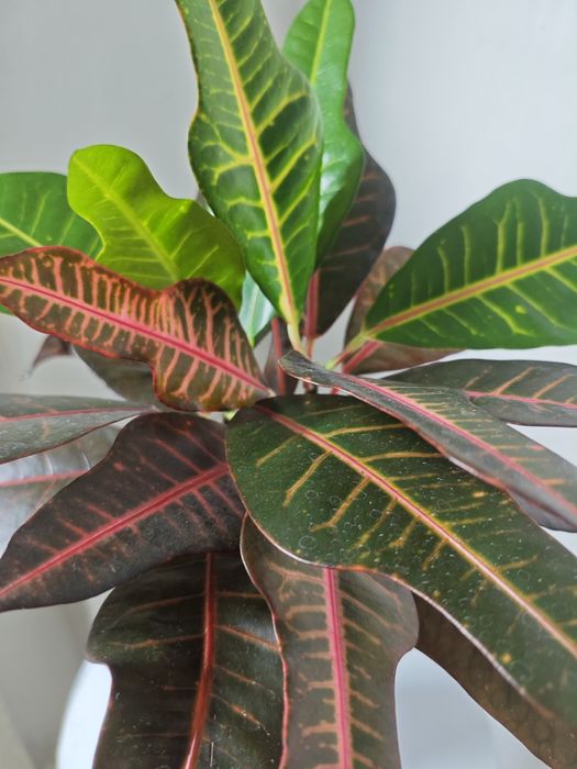 Кротон сорт Нервия