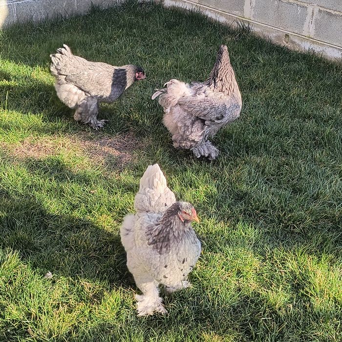 Găini brahma albastru