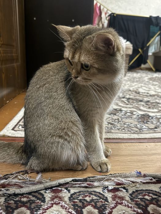 продаю кошку  мать котят