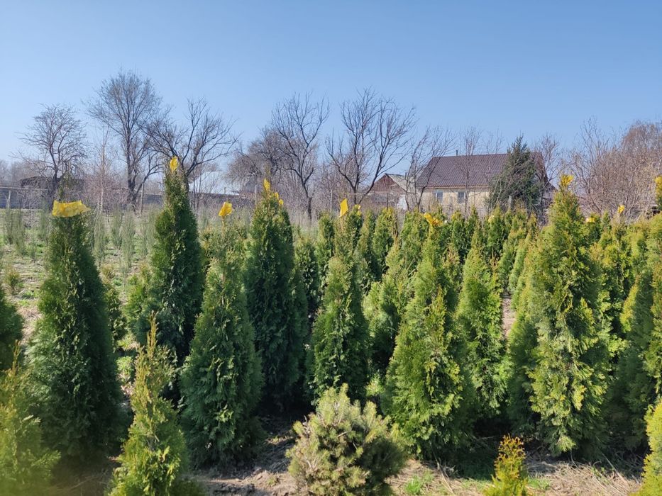 Продам Туи Смарагд (Smaragd).