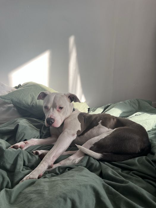 Pet sitting pentru lăbuțe fericite și inimi liniștite