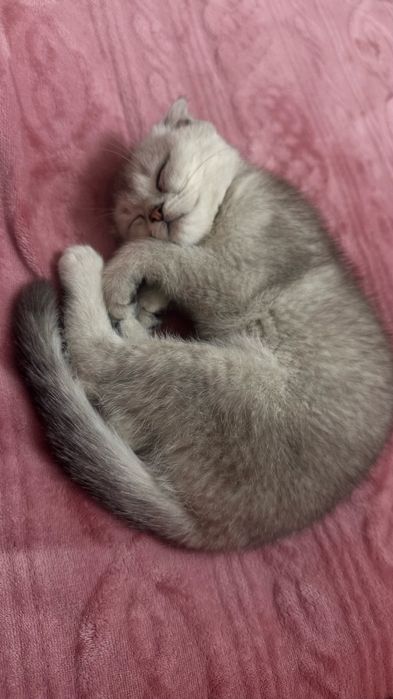 skotish fold 3 oylik mushuk