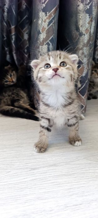 Mushukcha Котята